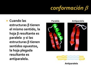  Cuando las
estructuras b tienen
el mismo sentido, la
hoja b resultante es
paralela y si las
estructuras b tienen
sentidos opuestos,
la hoja plegada
resultante es
antiparalela.
Paralela Antiparalela
Antiparalela
 