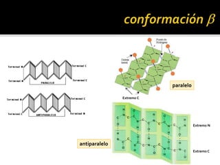 paralelo
Extremo N
Extremo C
antiparalelo
Extremo C
 