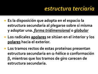  Es la disposición que adopta en el espacio la
estructura secundaria al plegarse sobre sí misma
y adoptar una. forma tridimensional o globular
 Los radicales apolares se sitúan en el interior y los
polares hacia el exterior.
 Los tramos rectos de estas proteínas presentan
estructura secundaria en a-hélice o conformación
b, mientras que los tramos de giro carecen de
estructura secundaria.
 