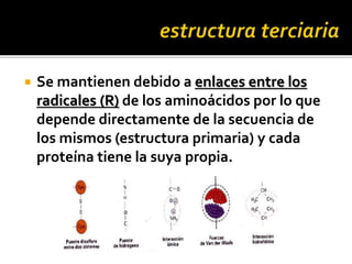  Se mantienen debido a enlaces entre los
radicales (R) de los aminoácidos por lo que
depende directamente de la secuencia de
los mismos (estructura primaria) y cada
proteína tiene la suya propia.
 