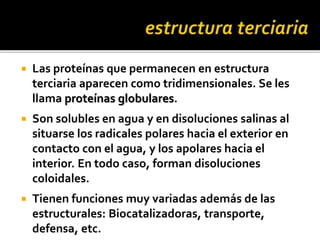  Las proteínas que permanecen en estructura
terciaria aparecen como tridimensionales. Se les
llama proteínas globulares.
 Son solubles en agua y en disoluciones salinas al
situarse los radicales polares hacia el exterior en
contacto con el agua, y los apolares hacia el
interior. En todo caso, forman disoluciones
coloidales.
 Tienen funciones muy variadas además de las
estructurales: Biocatalizadoras, transporte,
defensa, etc.
 