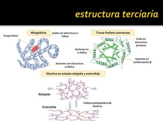 Codos sin estructura α-
héliceGrupo hemo
Sectores con estructura
α-hélice
Mioglobina Triosa-fosfato-isomerasa
Elastina en estado relajado y extendido
Sectores en
α-hélice
Cadena polipeptídica de
elastina
Sectores en
conformación β
Codo en
estructura
primaria
Extendida
Relajada
 