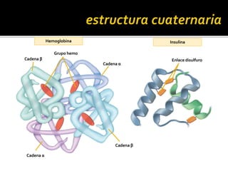 Hemoglobina Insulina
Enlace disulfuro
Cadena α
Cadena α
Cadena β
Cadena β
Grupo hemo
 
