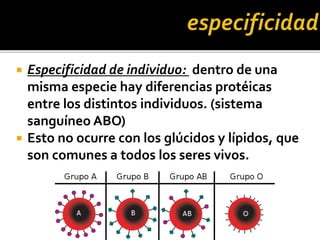  Especificidad de individuo: dentro de una
misma especie hay diferencias protéicas
entre los distintos individuos. (sistema
sanguíneo ABO)
 Esto no ocurre con los glúcidos y lípidos, que
son comunes a todos los seres vivos.
 