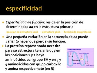  Especificidad de función: reside en la posición de
determinados aa en la estructura primaria.
posición aa estructura 1aria → estructura 3aria → función de esa proteína
 Una pequeña variación en la secuencia de aa puede
variar (o hacer que pierda) su función.
 La proteína representada necesita
para su estructura terciaria que en
las posiciones 1 y 2 haya
aminoácidos con grupo SH y en 3 y
4 aminoácidos con grupo carboxilo
y amina respectivamete (en R)
1 2
3 4
 