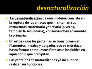  La desnaturalización de una proteína consiste en
la ruptura de los enlaces que mantenían sus
estructuras cuaternaria y terciaria (a veces,
también la secundaria), conservándose solamente
la primaria.
 En estos casos las proteínas se transforman en
filamentos lineales y delgados que se entrelazan
hasta formar compuestos fibrosos e insolubles en
agua por lo que precipitan.
 Las proteínas desnaturalizadas ya no pueden
realizar sus funciones.
 