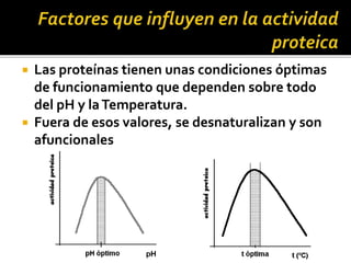  Las proteínas tienen unas condiciones óptimas
de funcionamiento que dependen sobre todo
del pH y laTemperatura.
 Fuera de esos valores, se desnaturalizan y son
afuncionales
 