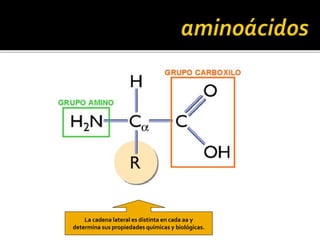 La cadena lateral es distinta en cada aa y
determina sus propiedades químicas y biológicas.
 