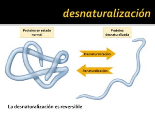 Proteína en estado
normal
Proteína
desnaturalizada
Desnaturalización
Renaturalización
La desnaturalización es reversible
 