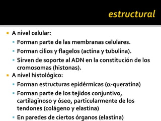 A nivel celular:
 Forman parte de las membranas celulares.
 Forman cilios y flagelos (actina y tubulina).
 Sirven de soporte al ADN en la constitución de los
cromosomas (histonas).
 A nivel histológico:
 Forman estructuras epidérmicas (a-queratina)
 Forman parte de los tejidos conjuntivo,
cartilaginoso y óseo, particularmente de los
tendones (colágeno y elastina)
 En paredes de ciertos órganos (elastina)
 