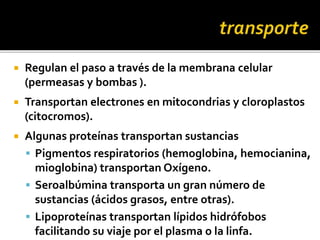  Regulan el paso a través de la membrana celular
(permeasas y bombas ).
 Transportan electrones en mitocondrias y cloroplastos
(citocromos).
 Algunas proteínas transportan sustancias
 Pigmentos respiratorios (hemoglobina, hemocianina,
mioglobina) transportan Oxígeno.
 Seroalbúmina transporta un gran número de
sustancias (ácidos grasos, entre otras).
 Lipoproteínas transportan lípidos hidrófobos
facilitando su viaje por el plasma o la linfa.
 