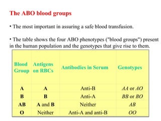 The ABO blood groups
• The most important in assuring a safe blood transfusion.
• The table shows the four ABO phenotypes ("blood groups") present
in the human population and the genotypes that give rise to them.
Blood
Group
Antigens
on RBCs
Antibodies in Serum Genotypes
A A Anti-B AA or AO
B B Anti-A BB or BO
AB A and B Neither AB
O Neither Anti-A and anti-B OO
 