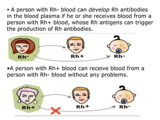 • A person with Rh- blood can develop Rh antibodies
in the blood plasma if he or she receives blood from a
person with Rh+ blood, whose Rh antigens can trigger
the production of Rh antibodies.
•A person with Rh+ blood can receive blood from a
person with Rh- blood without any problems.
 