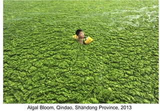Algal Bloom, Qindao, Shandong Province, 2013
JMUBanayag
 