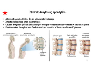 1. vertebral column | PDF