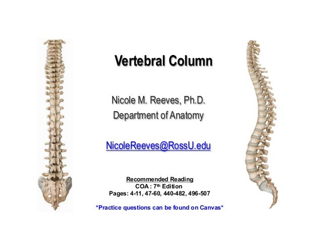 1 Vertebral Column