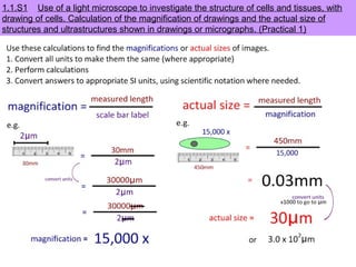 1.1 introduction-to-cells | PPT