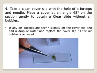 4. Take a clean cover slip with the help of a forceps
and needle. Place a cover at an angle 45° on the
section gently to obtain a Clear slide without air
bubbles.
• If any air bubbles are seen* slightly lift the cover slip and
add a drop of water and replace the cover slip till the air
bubble is removed
 