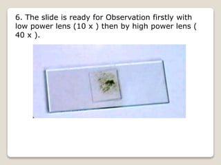 6. The slide is ready for Observation firstly with
low power lens (10 x ) then by high power lens (
40 x ).
 