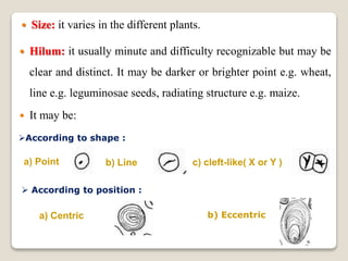  Size: it varies in the different plants.
 Hilum: it usually minute and difficulty recognizable but may be
clear and distinct. It may be darker or brighter point e.g. wheat,
line e.g. leguminosae seeds, radiating structure e.g. maize.
 It may be:
According to shape :
a) Point b) Line c) cleft-like( X or Y )
a) Centric b) Eccentric
 According to position :
 