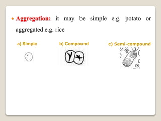  Aggregation: it may be simple e.g. potato or
aggregated e.g. rice
a) Simple b) Compound c) Semi-compound
 