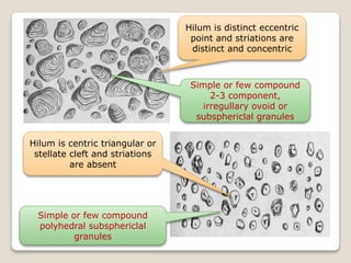 Hilum is distinct eccentric
point and striations are
distinct and concentric
Simple or few compound
2-3 component,
irregullary ovoid or
subsphericlal granules
Hilum is centric triangular or
stellate cleft and striations
are absent
Simple or few compound
polyhedral subsphericlal
granules
 
