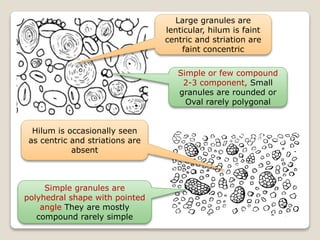 Large granules are
lenticular, hilum is faint
centric and striation are
faint concentric
Simple or few compound
2-3 component, Small
granules are rounded or
Oval rarely polygonal
Hilum is occasionally seen
as centric and striations are
absent
Simple granules are
polyhedral shape with pointed
angle They are mostly
compound rarely simple
 
