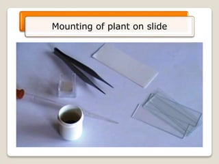 Mounting of plant on slide
 