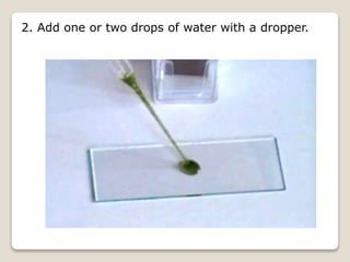 2. Add one or two drops of water with a dropper.
 