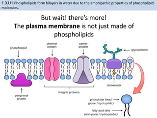 But wait! there’s more!
The plasma membrane is not just made of
phospholipids
http://commons.wikimedia.org/wiki/File:Cell_membrane_detailed_diagram_en.svg?uselang=en-gb
1.3.U1 Phospholipids form bilayers in water due to the amphipathic properties of phospholipid
molecules.
 