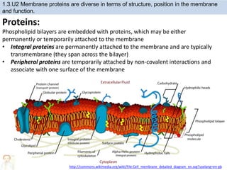 Proteins:
Phospholipid bilayers are embedded with proteins, which may be either
permanently or temporarily attached to the membrane
• Integral proteins are permanently attached to the membrane and are typically
transmembrane (they span across the bilayer)
• Peripheral proteins are temporarily attached by non-covalent interactions and
associate with one surface of the membrane
1.3.U2 Membrane proteins are diverse in terms of structure, position in the membrane
and function.
http://commons.wikimedia.org/wiki/File:Cell_membrane_detailed_diagram_en.svg?uselang=en-gb
 