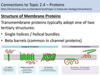 Connections to Topic 2.4 – Proteins
http://ib.bioninja.com.au/standard-level/topic-2-molecular-biology/24-proteins/
Structure of Membrane Proteins
Transmembrane proteins typically adopt one of two
tertiary structures:
• Single helices / helical bundles
• Beta barrels (common in channel proteins)
 