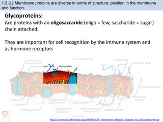 Glycoproteins:
Are proteins with an oligosaccaride (oligo = few, saccharide = sugar)
chain attached.
They are important for cell recognition by the immune system and
as hormone receptors
http://commons.wikimedia.org/wiki/File:Cell_membrane_detailed_diagram_en.svg?uselang=en-gb
1.3.U2 Membrane proteins are diverse in terms of structure, position in the membrane
and function.
 