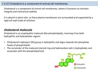 Cholesterol is a component of animal cell membranes, where it functions to maintain
integrity and mechanical stability
It is absent in plant cells, as these plasma membranes are surrounded and supported by a
rigid cell wall made of cellulose
cholesterol molecule
Cholesterol is an amphipathic molecule (like phospholipids), meaning it has both
hydrophilic and hydrophobic regions
• Cholesterol’s hydroxyl (-OH) group is hydrophilic and aligns towards the phosphate
heads of phospholipids
• The remainder of the molecule (steroid ring and hydrocarbon tail) is hydrophobic and
associates with the phospholipid tails
 