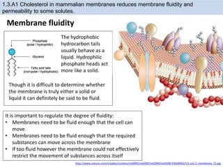 Membrane fluidity
1.3.A1 Cholesterol in mammalian membranes reduces membrane fluidity and
permeability to some solutes.
It is important to regulate the degree of fluidity:
• Membranes need to be fluid enough that the cell can
move
• Membranes need to be fluid enough that the required
substances can move across the membrane
• If too fluid however the membrane could not effectively
restrict the movement of substances across itself
http://www.nature.com/scitable/content/ne0000/ne0000/ne0000/ne0000/14668965/U2.cp5.3_membrane_f2.jpg
The hydrophobic
hydrocarbon tails
usually behave as a
liquid. Hydrophilic
phosphate heads act
more like a solid.
Though it is difficult to determine whether
the membrane is truly either a solid or
liquid it can definitely be said to be fluid.
 