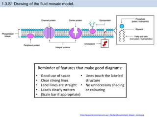 1.3.S1 Drawing of the fluid mosaic model.
http://www.ib.bioninja.com.au/_Media/phospholipid_bilayer_med.jpeg
• Good use of space
• Clear strong lines
• Label lines are straight
• Labels clearly written
• (Scale bar if appropriate)
• Lines touch the labeled
structure
• No unnecessary shading
or colouring
Reminder of features that make good diagrams:
 