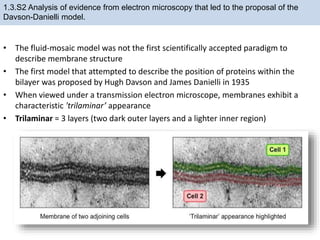 • The fluid-mosaic model was not the first scientifically accepted paradigm to
describe membrane structure
• The first model that attempted to describe the position of proteins within the
bilayer was proposed by Hugh Davson and James Danielli in 1935
• When viewed under a transmission electron microscope, membranes exhibit a
characteristic 'trilaminar’ appearance
• Trilaminar = 3 layers (two dark outer layers and a lighter inner region)
1.3.S2 Analysis of evidence from electron microscopy that led to the proposal of the
Davson-Danielli model.
 