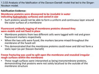 Falsification Evidence:
Membrane proteins were discovered to be insoluble in water
indicating hydrophobic surfaces) and varied in size
• Such proteins would not be able to form a uniform and continuous layer around
the outer surface of a membrane
Fluorescent antibody tagging of membrane proteins showed they
were mobile and not fixed in place
• Membrane proteins from two different cells were tagged with red and green
fluorescent markers respectively
• When the two cells were fused, the markers became mixed throughout the
membrane of the fused cell
• This demonstrated that the membrane proteins could move and did not form a
static layer (as per Davson-Danielli)
Freeze fracturing was used to split open the membrane and revealed irregular
rough surfaces within the membrane
• These rough surfaces were interpreted as being transmembrane proteins,
demonstrating that proteins were not solely localised to the outside of the
membrane structure
1.3.S3 Analysis of the falsification of the Davson-Danielli model that led to the Singer-
Nicolson model.
 