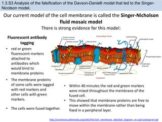 Our current model of the cell membrane is called the Singer-Nicholson
fluid mosaic model
There is strong evidence for this model:
http://commons.wikimedia.org/wiki/File:Cell_membrane_detailed_diagram_en.svg?uselang=en-gb
1.3.S3 Analysis of the falsification of the Davson-Danielli model that led to the Singer-
Nicolson model.
Fluorescent antibody
tagging
• Within 40 minutes the red and green markers
were mixed throughout the membrane of the
fused cell.
• This showed that membrane proteins are free to
move within the membrane rather than being
fixed in a peripheral layer.
• red or green
fluorescent markers
attached to
antibodies which
would bind to
membrane proteins
• The membrane proteins
of some cells were tagged
with red markers and
other cells with green
markers.
• The cells were fused together.
 