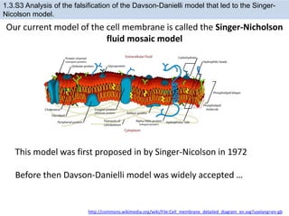 Our current model of the cell membrane is called the Singer-Nicholson
fluid mosaic model
http://commons.wikimedia.org/wiki/File:Cell_membrane_detailed_diagram_en.svg?uselang=en-gb
1.3.S3 Analysis of the falsification of the Davson-Danielli model that led to the Singer-
Nicolson model.
This model was first proposed in by Singer-Nicolson in 1972
Before then Davson-Danielli model was widely accepted …
 