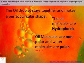 http://www.flickr.com/photos/zorin-denu/5385963280/
The Oil droplet stays together and makes
a perfect circular shape. The oil
molecules are
Hydrophobic
Oil Molecules are non-
polar and water
molecules are polar.
See 3.1.5
1.3.U1 Phospholipids form bilayers in water due to the amphipathic properties of phospholipid
molecules.
 