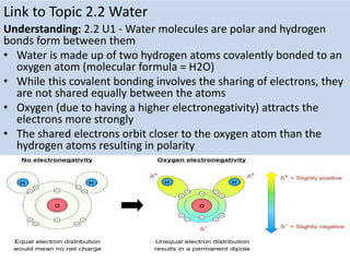 Link to Topic 2.2 Water
Understanding: 2.2 U1 - Water molecules are polar and hydrogen
bonds form between them
• Water is made up of two hydrogen atoms covalently bonded to an
oxygen atom (molecular formula = H2O)
• While this covalent bonding involves the sharing of electrons, they
are not shared equally between the atoms
• Oxygen (due to having a higher electronegativity) attracts the
electrons more strongly
• The shared electrons orbit closer to the oxygen atom than the
hydrogen atoms resulting in polarity
 