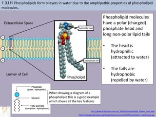 Phospholipid molecules
have a polar (charged)
phosphate head and
long non-polar lipid tails
• The head is
hydrophillic
(attracted to water)
• The tails are
hydrophobic
(repelled by water)
1.3.U1 Phospholipids form bilayers in water due to the amphipathic properties of phospholipid
molecules.
http://upload.wikimedia.org/wikipedia/commons/3/39/Phospholipid_TvanBrussel.jpg
http://www.ib.bioninja.com.au/_Media/phospholipid_bilayer_med.jpeg
When drawing a diagram of a
phospholipid this is a good example
which shows all the key features
 
