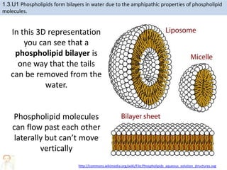 http://commons.wikimedia.org/wiki/File:Phospholipids_aqueous_solution_structures.svg
In this 3D representation
you can see that a
phospholipid bilayer is
one way that the tails
can be removed from the
water.
Phospholipid molecules
can flow past each other
laterally but can’t move
vertically
1.3.U1 Phospholipids form bilayers in water due to the amphipathic properties of phospholipid
molecules.
 
