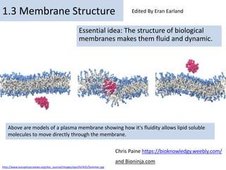 By Chris Paine
https://bioknowledgy.weebly.com/
1.3 Membrane Structure
Essential idea: The structure of biological
membranes makes them fluid and dynamic.
Above are models of a plasma membrane showing how it's fluidity allows lipid soluble
molecules to move directly through the membrane.
Chris Paine https://bioknowledgy.weebly.com/
and Bioninja.com
http://www.europhysicsnews.org/doc_journal/images/epn/hl/435/Sommer.jpg
Edited By Eran Earland
 