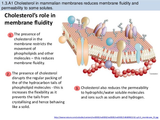 Ib Biology Topic 1 3 Cell Membrane Structure