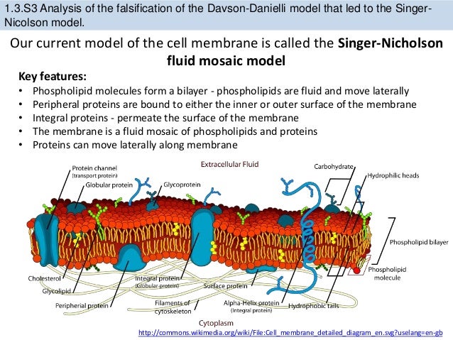 Ib Biology Topic 1 3 Cell Membrane Structure