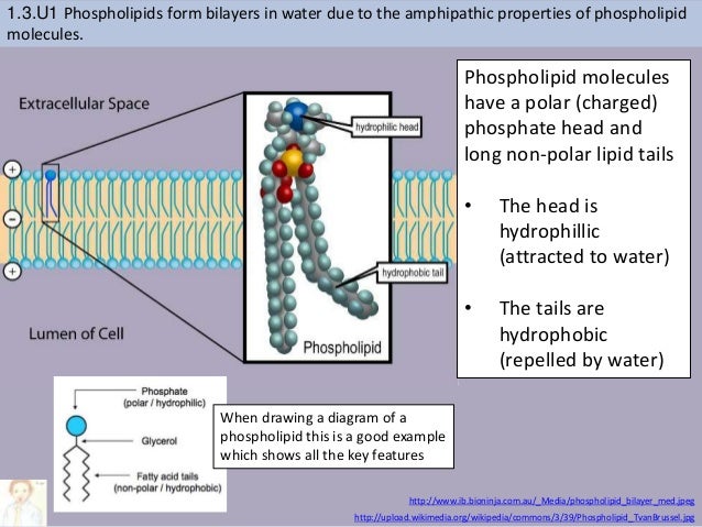 IB Biology Topic 1.3 - Cell Membrane Structure