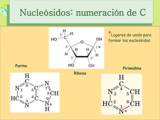 Ribosa
Pirimidina
Purina
Nucleósidos: numeración de C
*
*
*
*Lugares de unión para
formar los nucleósidos
 