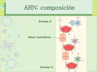ARN: composición
A
C
U
Enlace fosfodiéster
Extremo 5’
Extremo 3’
 